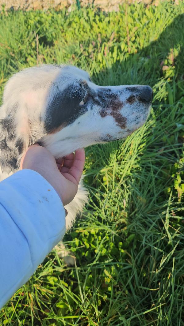 💕ZEUS CERCA CASA 🏠❤️ Foto 9